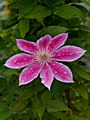 Clematis Boskoop Beauty IMG_6574 Powojnik